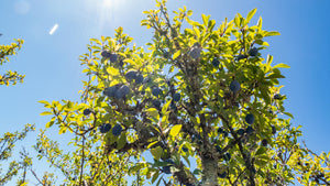 Everyone has a favourite... Sloe Gin 2019